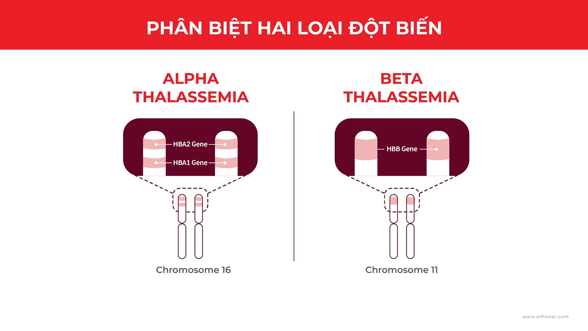 Benh Thalassemia Tan Mau Bam Sinh 01